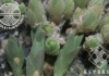 The Sceletium Source is Partnering With the Elyseos Ecosystem sceletium